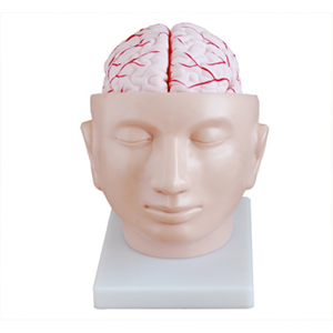 Head attached with cerebral artery model